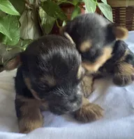 Betsy, a female Yorkshire Terrier for sale in California City, CA – 3 of 7
