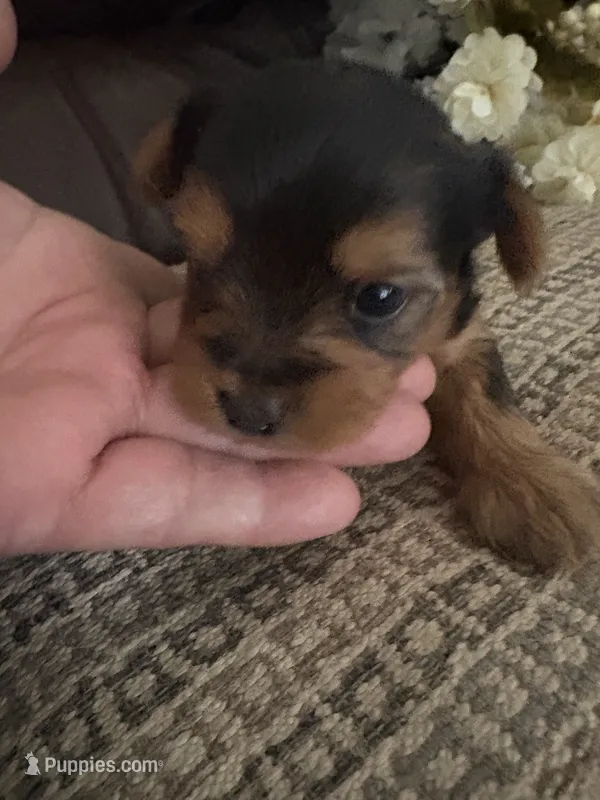Betsy – Yorkshire Terrier puppy for sale in California City, CA