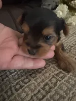 Betsy, a female Yorkshire Terrier for sale in California City, CA – 3 of 8