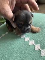 Betsy, a female Yorkshire Terrier for sale in California City, CA – 5 of 7