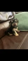 Daisy, a female Yorkshire Terrier for sale in California City, CA – 1 of 2