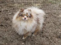 Flash Chocolate Tri merle, a male Pomeranian for sale in Springfield, IL – Photo 5 of 10