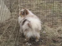 Flash Chocolate Tri merle, a male Pomeranian for sale in Springfield, IL – Photo 3 of 10