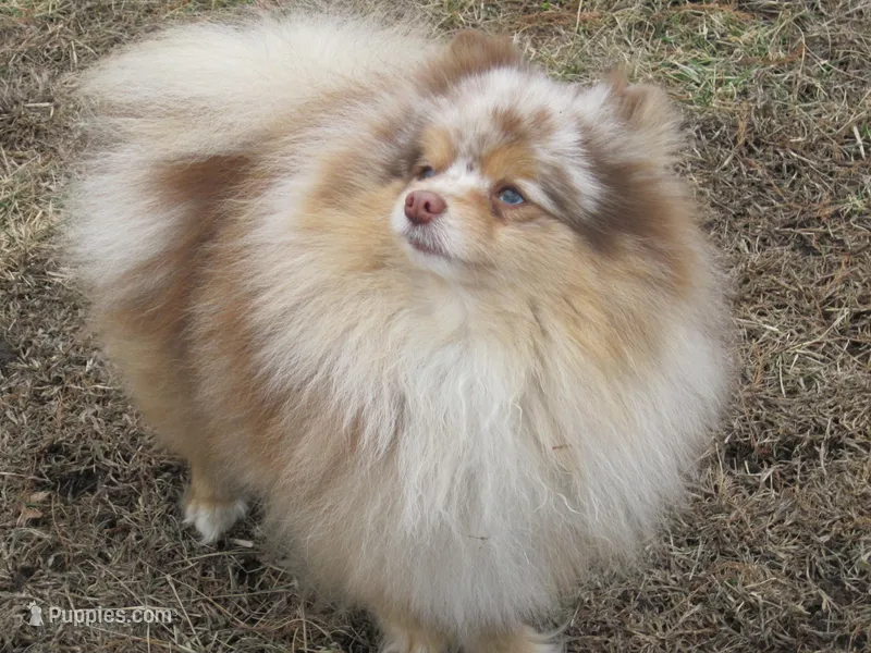 Flash Chocolate Tri merle, a male Pomeranian for sale in Springfield, IL – Photo 1 of 10