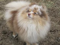 Flash Chocolate Tri merle, a male Pomeranian for sale in Springfield, IL – Photo 1 of 10