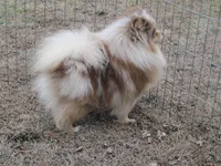 Flash Chocolate Tri merle, a male Pomeranian for sale in Springfield, IL – Photo 6 of 10