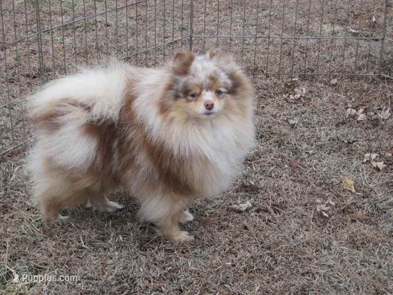 Flash Chocolate Tri merle – Pomeranian puppy for sale in Springfield, IL