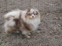 Flash Chocolate Tri merle, a male Pomeranian for sale in Springfield, IL – Photo 9 of 10