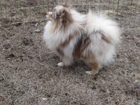Flash Chocolate Tri merle, a male Pomeranian for sale in Springfield, IL – Photo 4 of 10