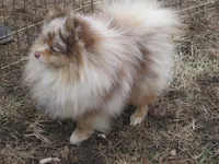 Flash Chocolate Tri merle, a male Pomeranian for sale in Springfield, IL – Photo 10 of 10