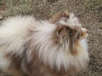 Flash Chocolate Tri merle, a male Pomeranian for sale in Springfield, IL – Photo 7 of 10