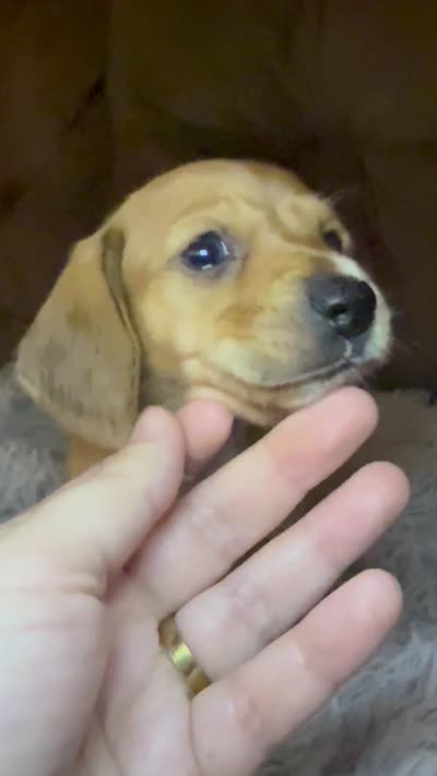 AKC/CKC SH Betty, a female Miniature Dachshund for sale in San Antonio, TX – 8 of 10