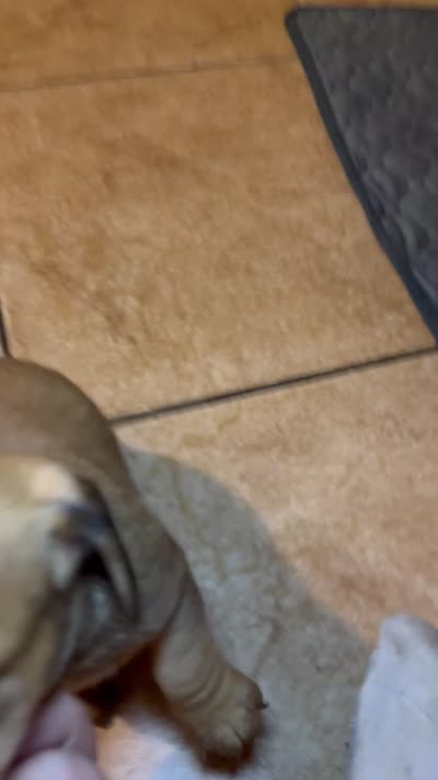 Bella, a female Miniature Dachshund for sale in San Antonio, TX – 7 of 9