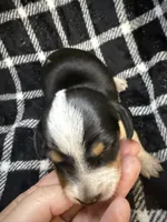 Cookie, a male Miniature Dachshund for sale in San Antonio, TX – 3 of 9