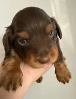 LH Cosmos CKC, a male Miniature Dachshund for sale in San Antonio, TX – 3 of 10