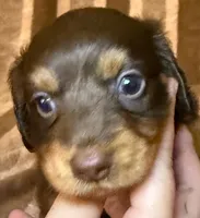 LH Cosmos , a male Miniature Dachshund for sale in San Antonio, TX – 2 of 9