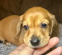 AKC/CKC SH Betty, a female Miniature Dachshund for sale in San Antonio, TX – 1 of 10