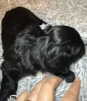 AKC/CKC LH Black Bear, a male Miniature Dachshund for sale in San Antonio, TX – 5 of 9