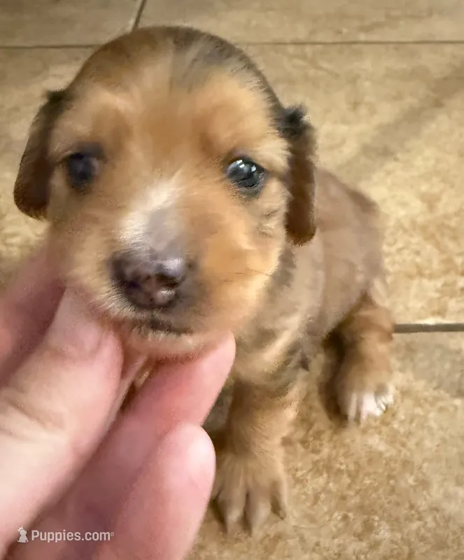 LH Oliver – Miniature Dachshund puppy for sale in San Antonio, TX