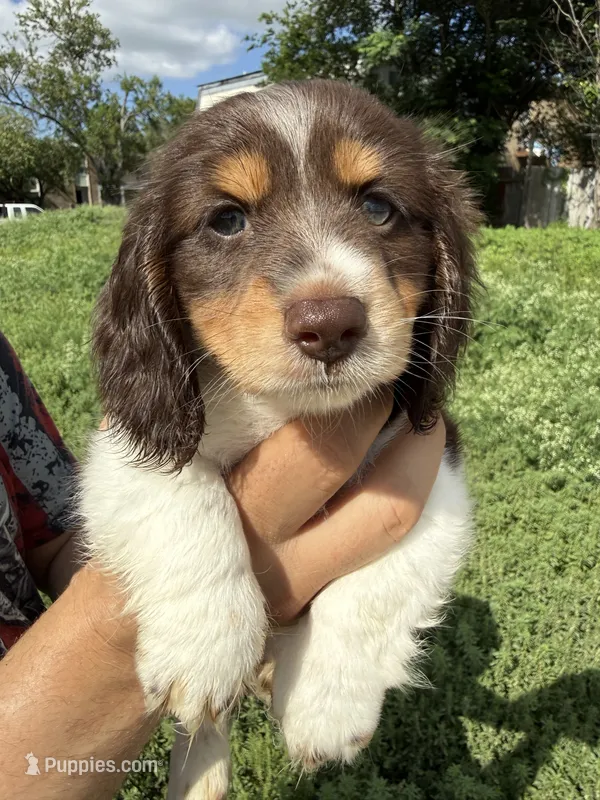 AKC/CKC LH Snickers  – Miniature Dachshund puppy for sale in San Antonio, TX