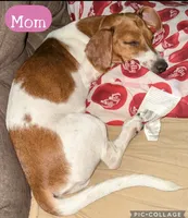 Oliver, a male Miniature Dachshund for sale in San Antonio, TX – 5 of 5