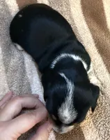 CKC Oreo, a male Miniature Dachshund for sale in San Antonio, TX – 6 of 10
