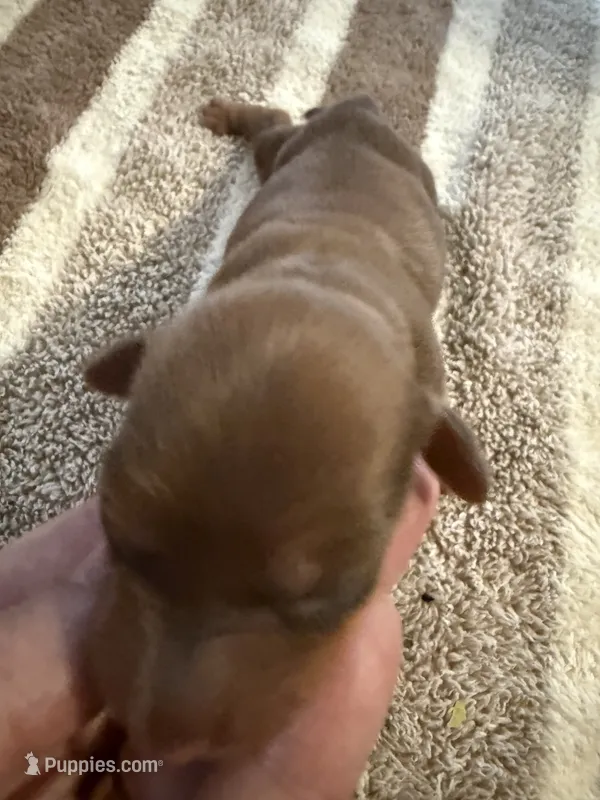 AKC LH Amelia – Miniature Dachshund puppy for sale in San Antonio, TX