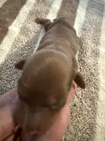 AKC LH Amelia, a female Miniature Dachshund for sale in San Antonio, TX – 1 of 5