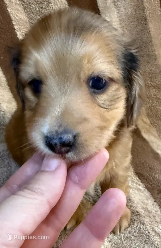 LH  Chewbacca  – Miniature Dachshund puppy for sale in San Antonio, TX
