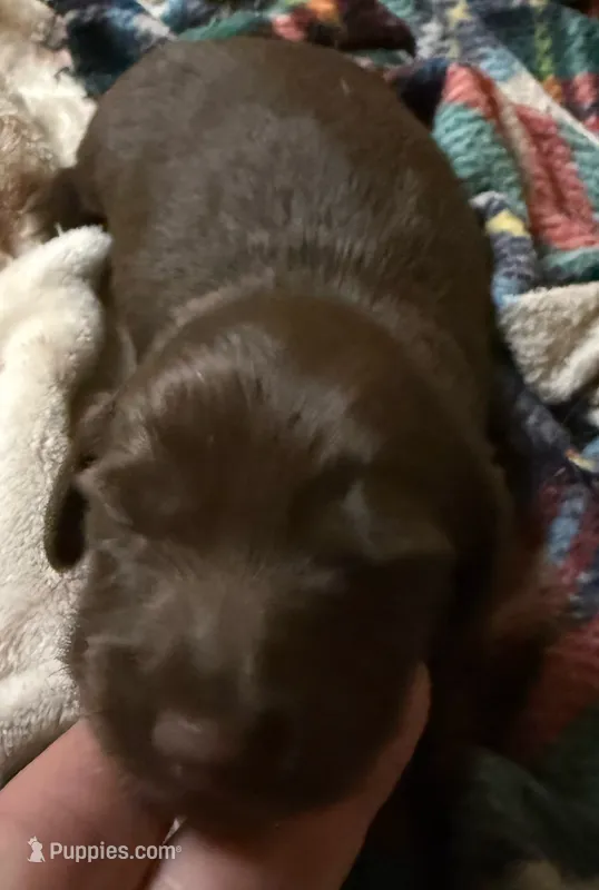 AKC LH Charlotte  – Miniature Dachshund puppy for sale in San Antonio, TX