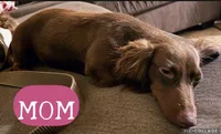 CKC Bella, a female Miniature Dachshund for sale in San Antonio, TX – 7 of 7