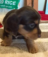 Chocolate and cream girl, a female Miniature Dachshund for sale in San Antonio, TX – Photo 4 of 6