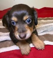 Tootsie, a female Miniature Dachshund for sale in San Antonio, TX – Photo 8 of 10
