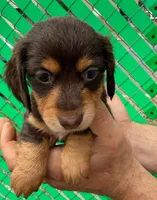 Tootsie, a female Miniature Dachshund for sale in San Antonio, TX – Photo 2 of 10