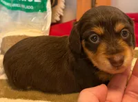 Chocolate and cream girl, a female Miniature Dachshund for sale in San Antonio, TX – Photo 3 of 6