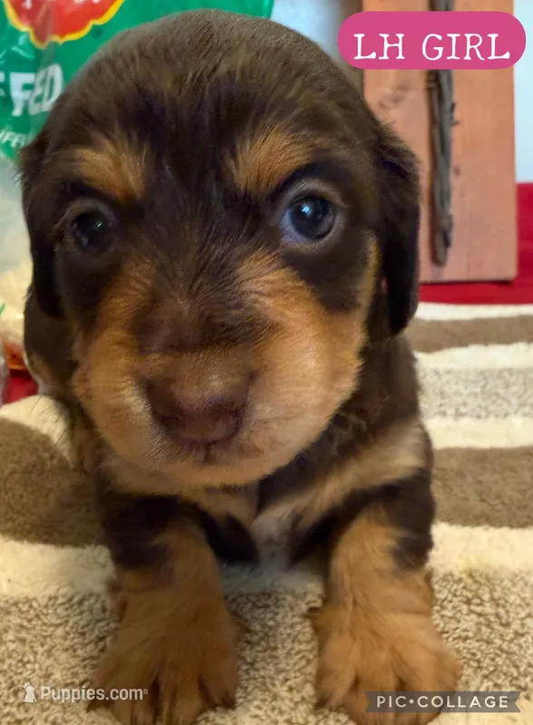 Chocolate and cream girl – Miniature Dachshund puppy for sale in San Antonio, TX