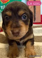 Chocolate and cream girl, a female Miniature Dachshund for sale in San Antonio, TX – Photo 1 of 6