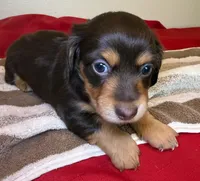 Tootsie, a female Miniature Dachshund for sale in San Antonio, TX – Photo 6 of 10