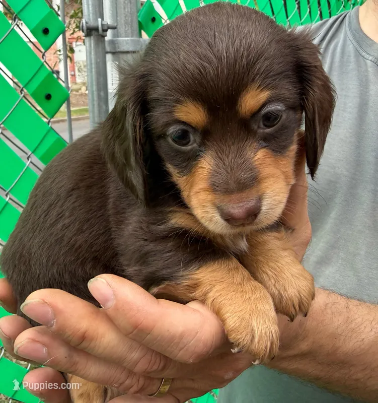 Tootsie, a female Miniature Dachshund for sale in San Antonio, TX – Photo 1 of 10
