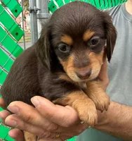 Tootsie, a female Miniature Dachshund for sale in San Antonio, TX – Photo 1 of 10