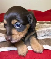 Tootsie, a female Miniature Dachshund for sale in San Antonio, TX – Photo 7 of 10