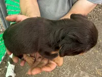 Tootsie, a female Miniature Dachshund for sale in San Antonio, TX – Photo 4 of 10