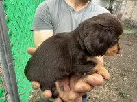 Tootsie, a female Miniature Dachshund for sale in San Antonio, TX – Photo 5 of 10