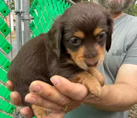 Tootsie, a female Miniature Dachshund for sale in San Antonio, TX – Photo 3 of 10