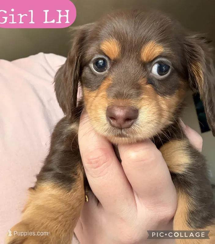 Tootsie Long Hair – Miniature Dachshund puppy on hold in San Antonio, TX