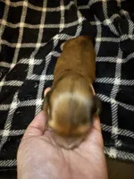 Oliver, a male Miniature Dachshund for sale in San Antonio, TX – 2 of 5