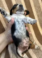 CKC Oreo, a male Miniature Dachshund for sale in San Antonio, TX – 4 of 10