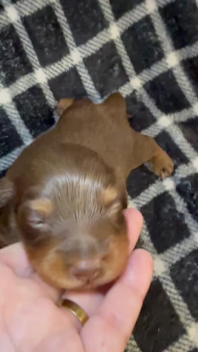 LH Grizzly Bear CKC, a male Miniature Dachshund for sale in San Antonio, TX – 8 of 10