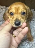 AKC/CKC SH Betty, a female Miniature Dachshund for sale in San Antonio, TX – 7 of 10