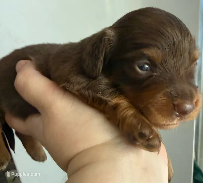 LH Grizzly Bear CKC – Miniature Dachshund puppy for sale in San Antonio, TX